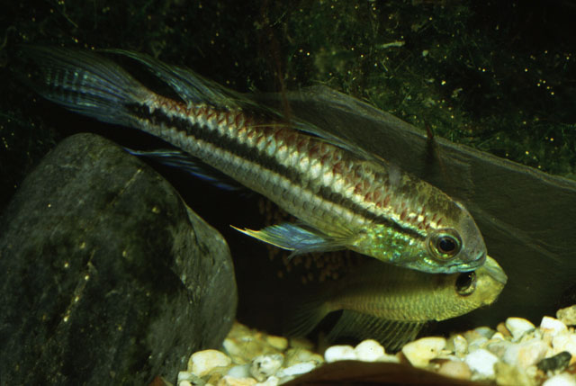 Apistogramma bitaeniata