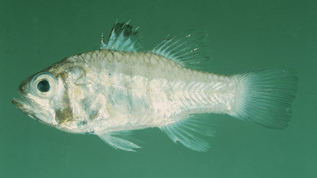 Apogonichthyoides timorensis