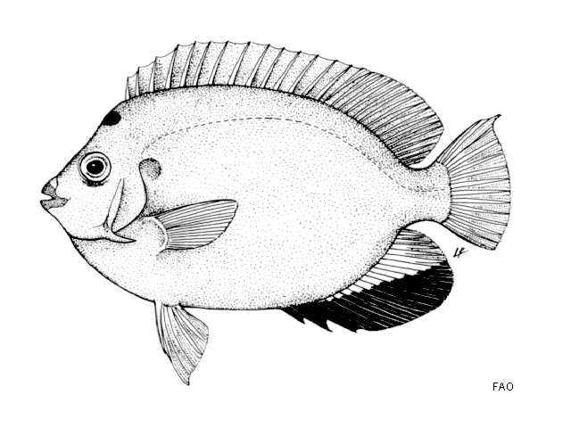 Apolemichthys trimaculatus