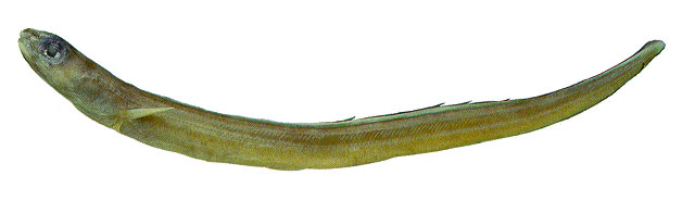 Ariosoma coquettei