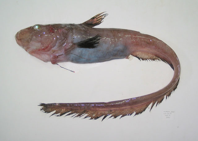 Ateleopus purpureus
