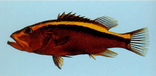 Aulacocephalus temminckii
