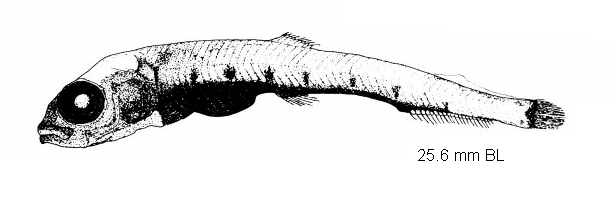 Bathylagus gracilis