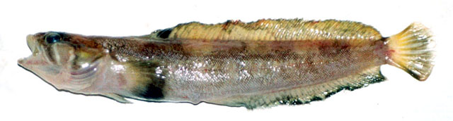 Bathymaster leurolepis