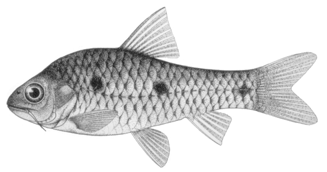 Enteromius liberiensis
