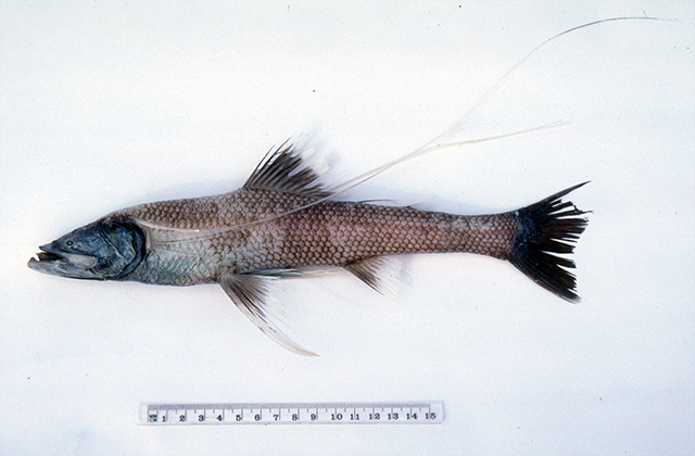 Bathypterois longifilis