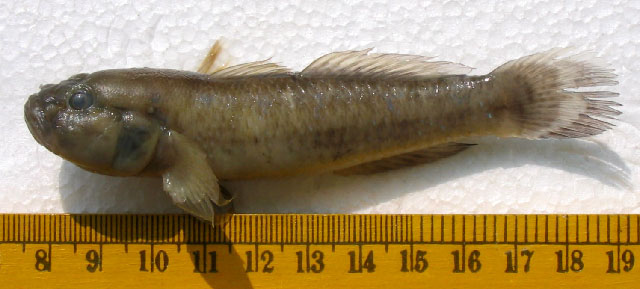 Bathygobius ostreicola
