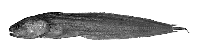 Brosmolus longicaudus