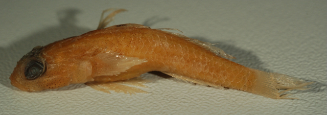 Cabillus macrophthalmus