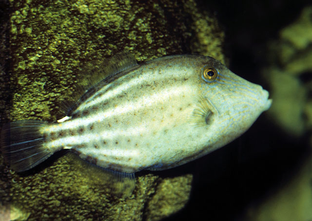 Cantherhines pullus