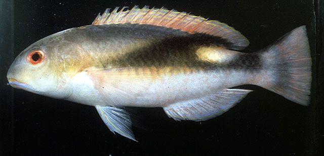 Choerodon jordani