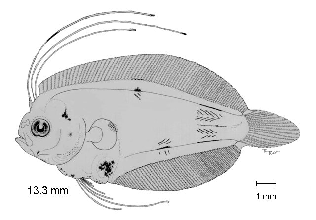 Citharichthys platophrys