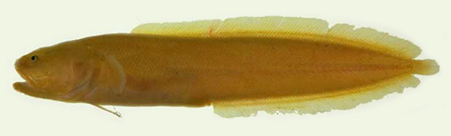 Dactylosurculus gomoni