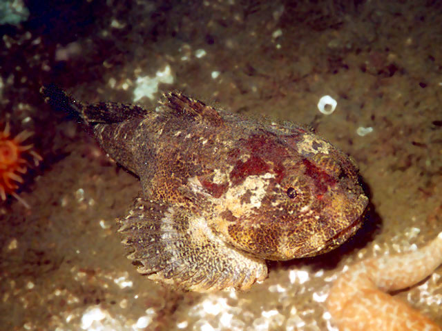 Enophrys bison