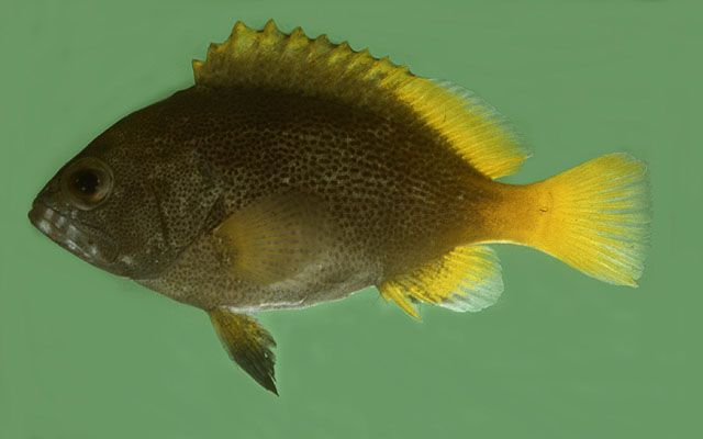 Epinephelus cyanopodus