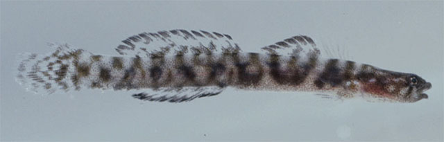 Evermannichthys spongicola