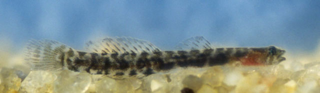 Evermannichthys spongicola