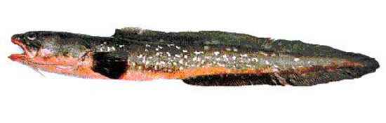 Genypterus chilensis