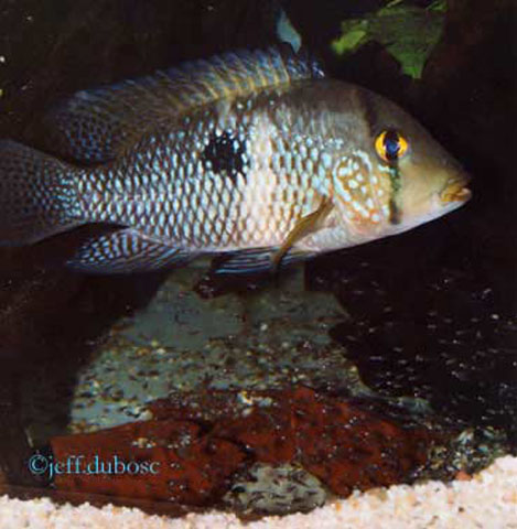 Geophagus obscurus