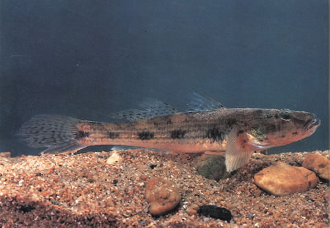 Glossogobius giuris