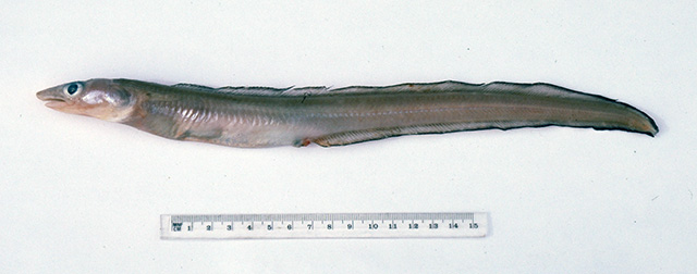 Gnathophis longicauda