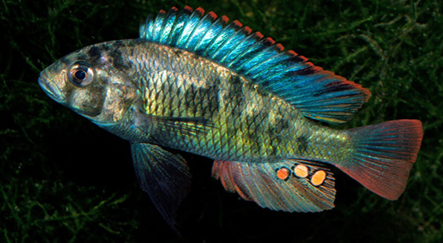 Haplochromis chromogynos