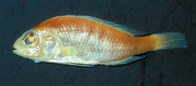 Haplochromis engystoma