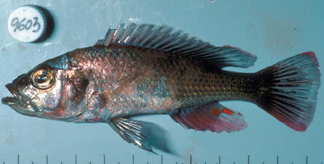 Haplochromis exspectatus