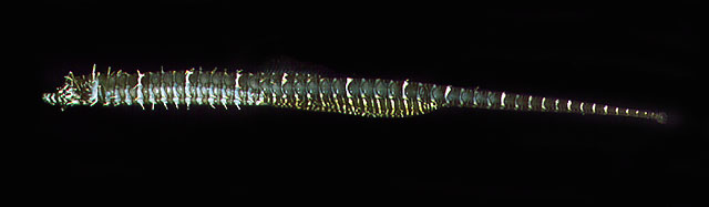 Halicampus nitidus
