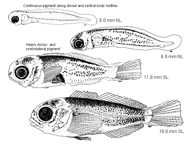 Hemilepidotus spinosus