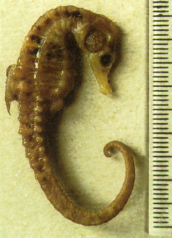 Hippocampus capensis