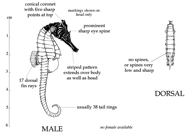 Hippocampus zebra