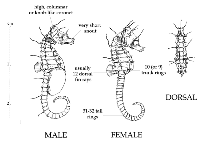 Hippocampus zosterae
