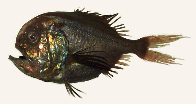 Hoplostethus melanopus