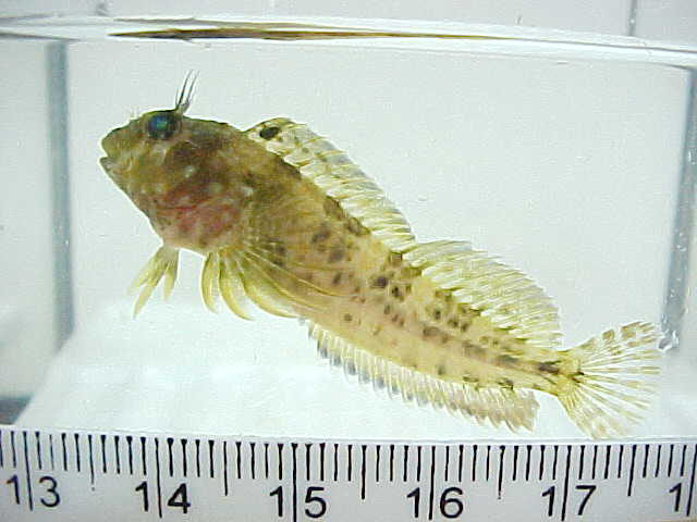 Hypleurochilus fissicornis