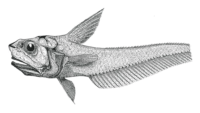 Hymenocephalus nesaeae