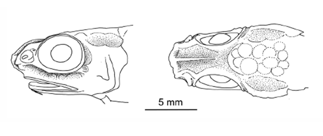 Hymenogadus tenuis