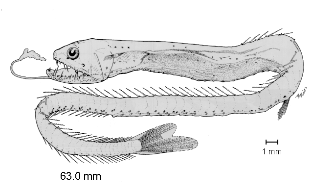 Idiacanthus antrostomus