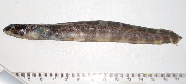 Argentinolycus elongatus