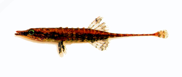 Indostomus spinosus