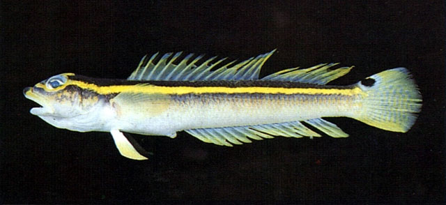 Kochichthys flavofasciatus