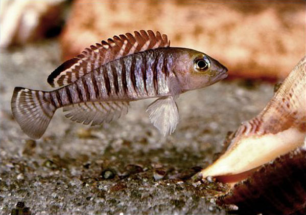 Lamprologus signatus