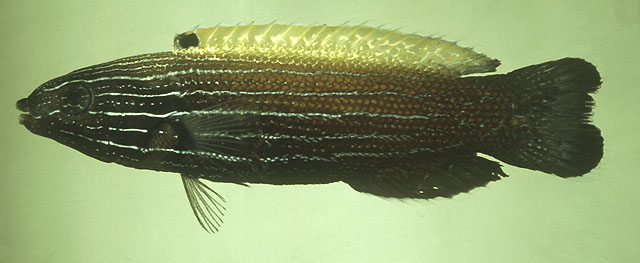 Labropsis xanthonota