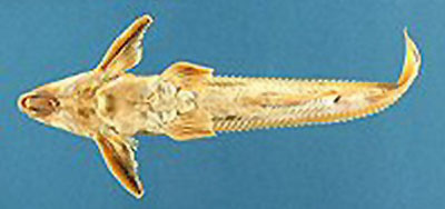 Leptodoras acipenserinus