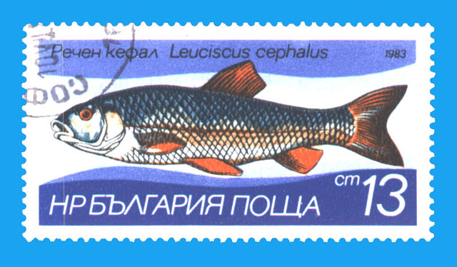 Squalius cephalus