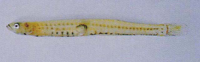 Leucopsarion petersii
