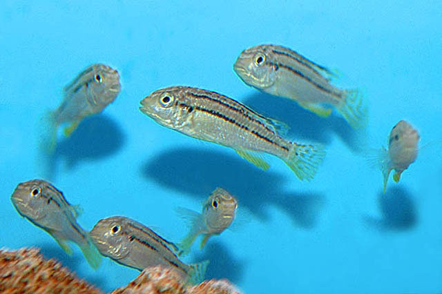 Melanochromis dialeptos