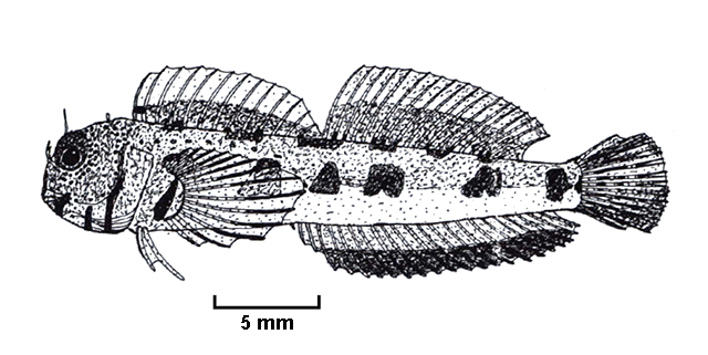 Mimoblennius lineathorax