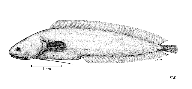 Monothrix polylepis
