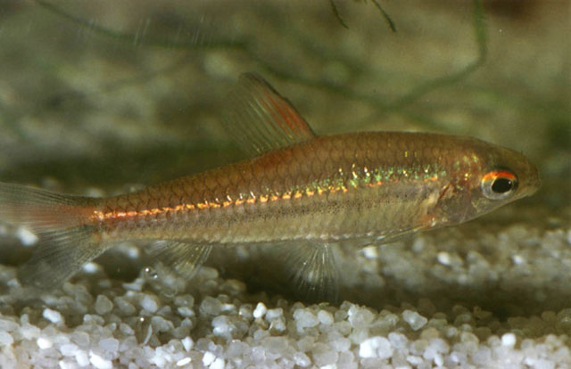 Nannaethiops unitaeniatus